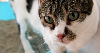 Study sheds light on feline perineal urethrostomy